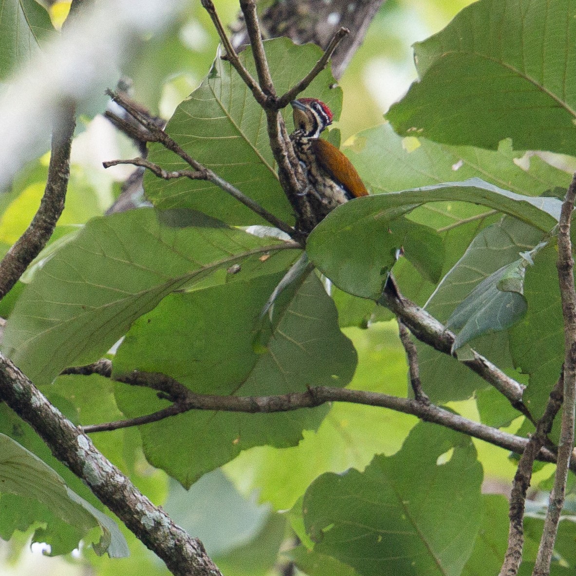 Common Flameback - Werner Suter