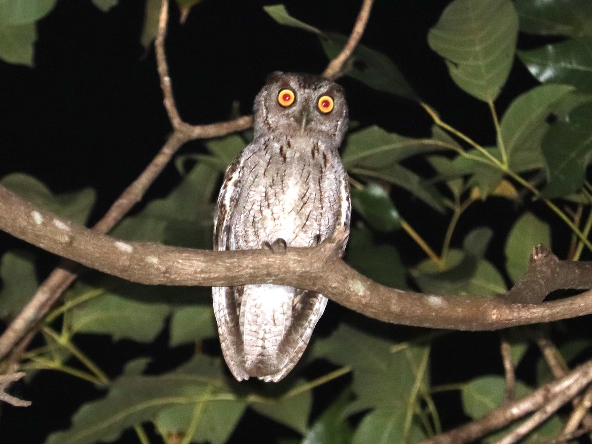 Pacific Screech-Owl - Cynthia Tercero