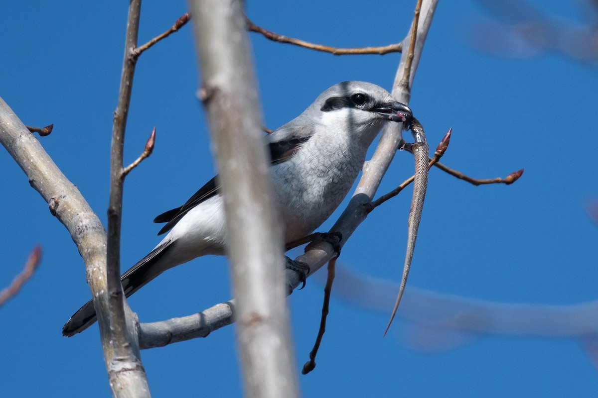 Northern Shrike - ML616586525