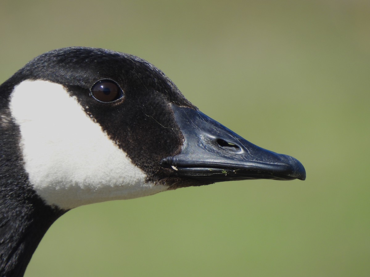 Canada Goose - ML616586548