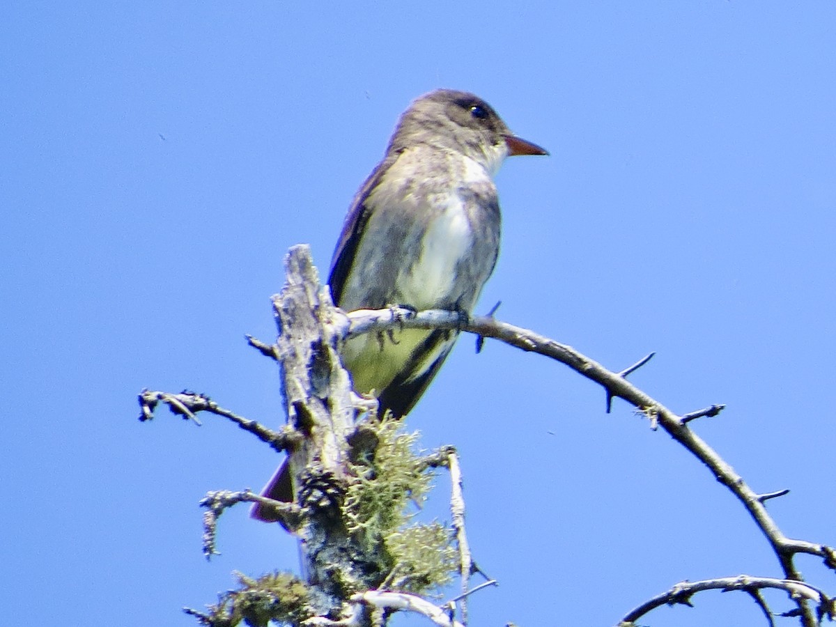 Olive-sided Flycatcher - ML616586596