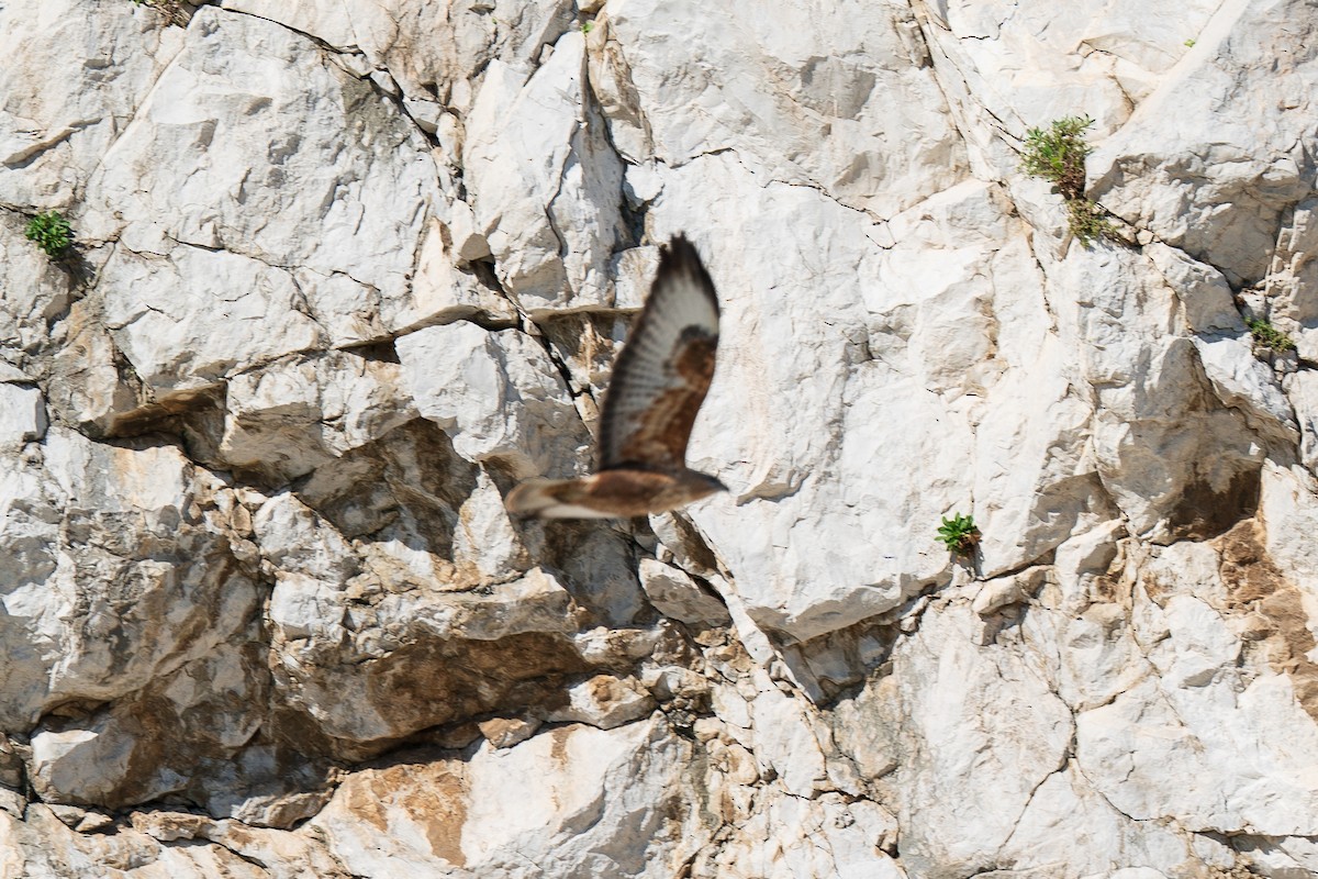 Long-legged Buzzard - ML616586600