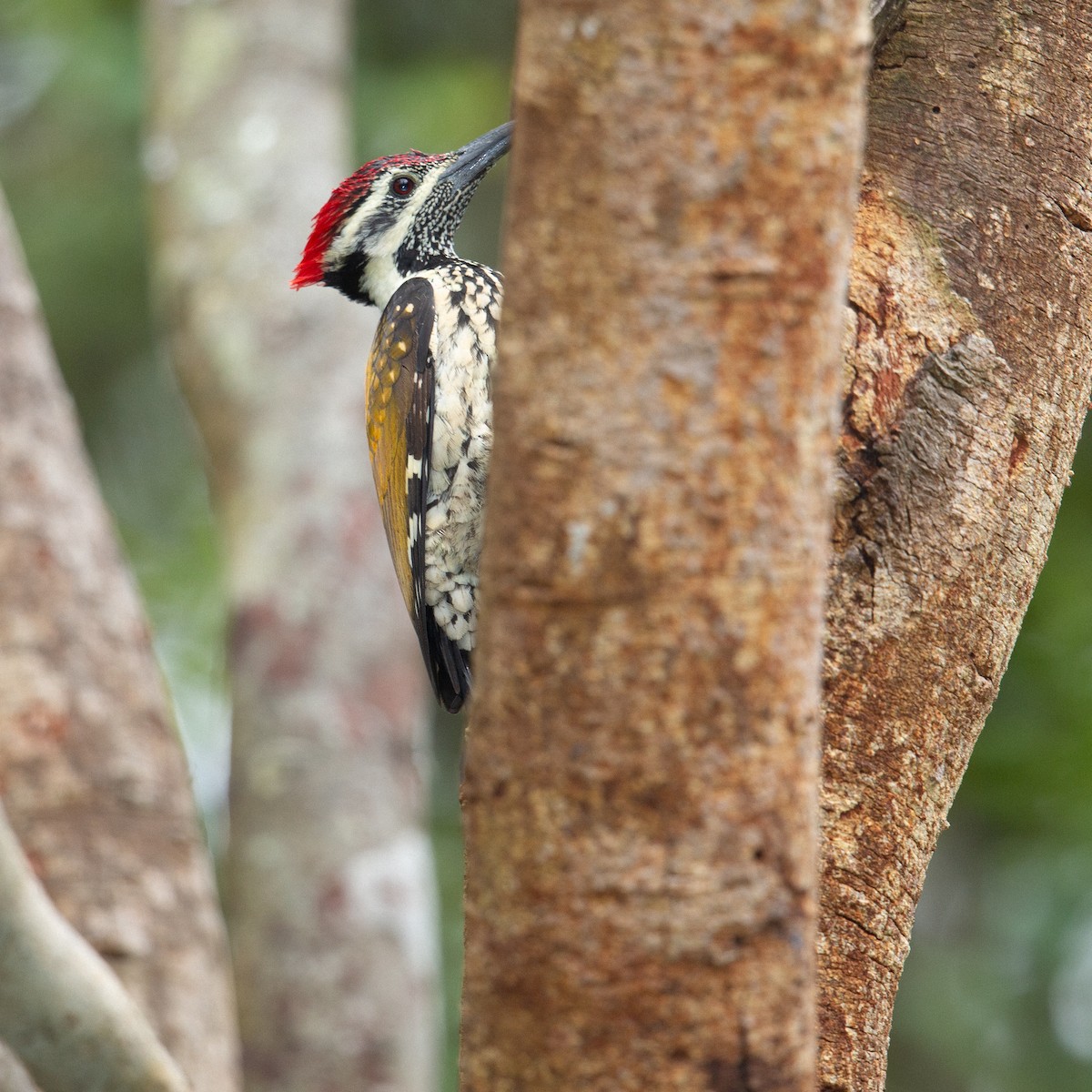 Black-rumped Flameback - ML616586630