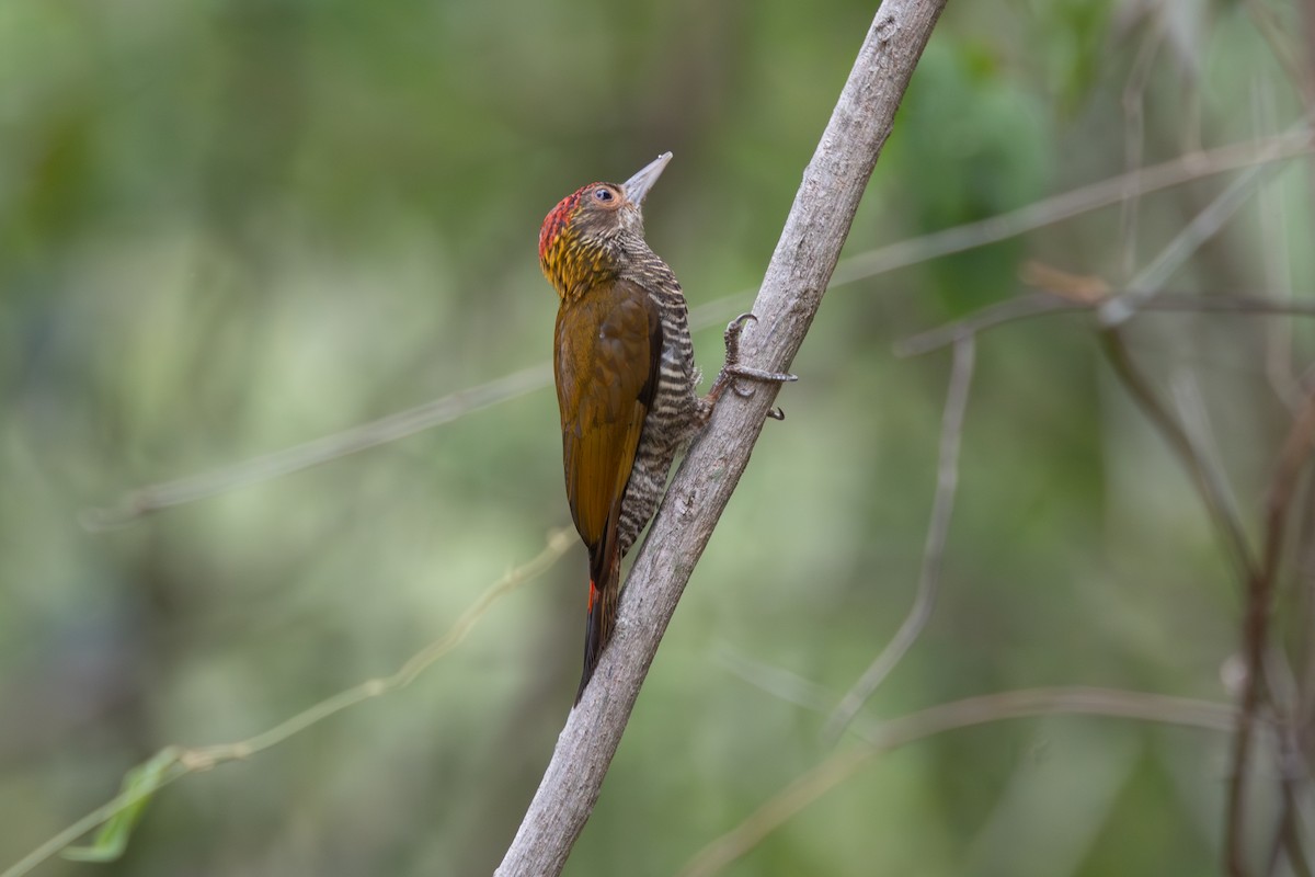 Red-rumped Woodpecker - R M