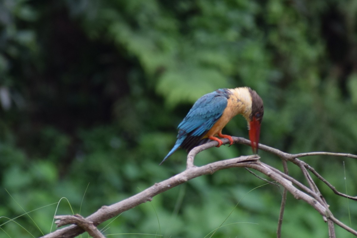 Stork-billed Kingfisher - ML616586772