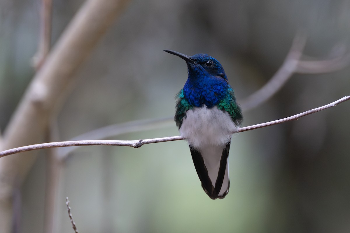 Colibrí Nuquiblanco - ML616586775