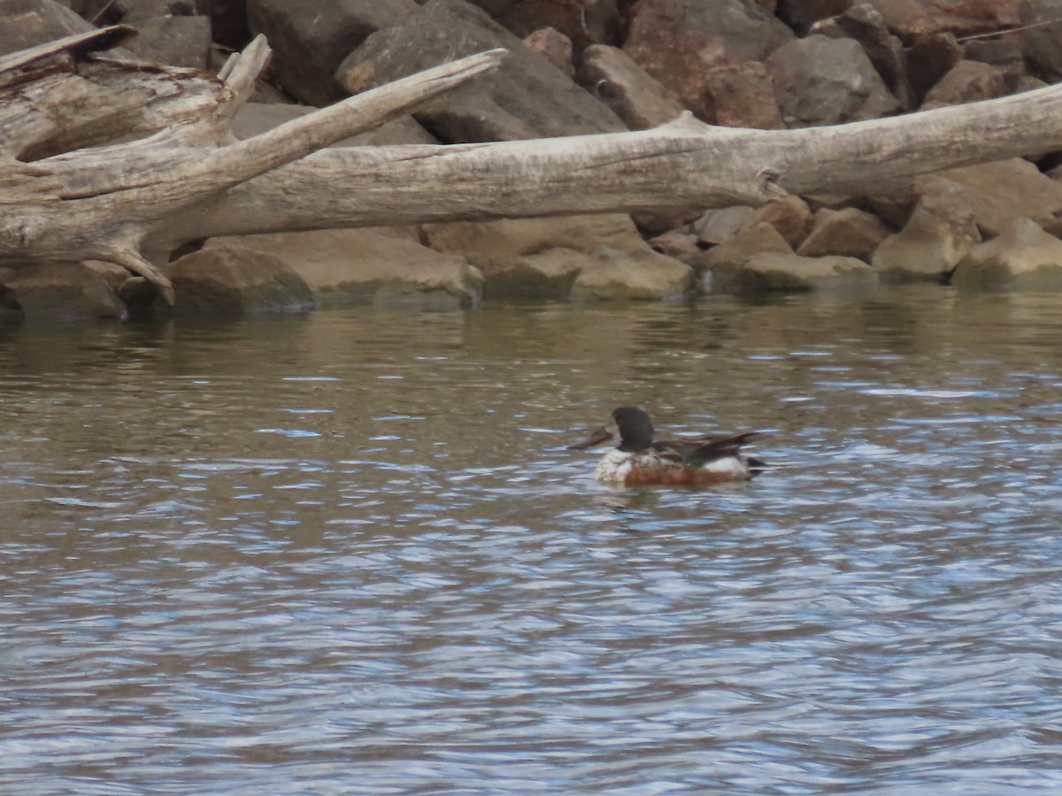 Northern Shoveler - ML616586779