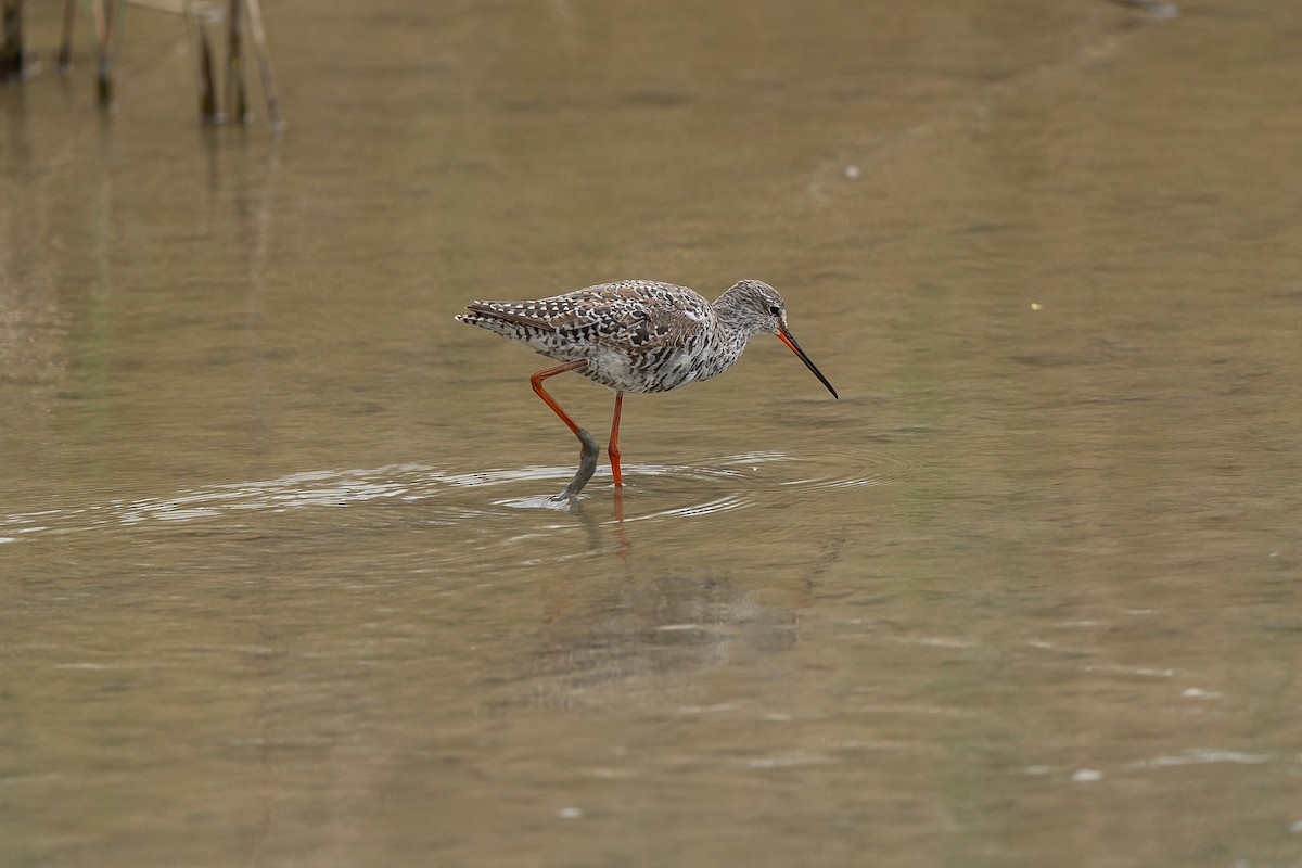 Spotted Redshank - Jonathan Perera