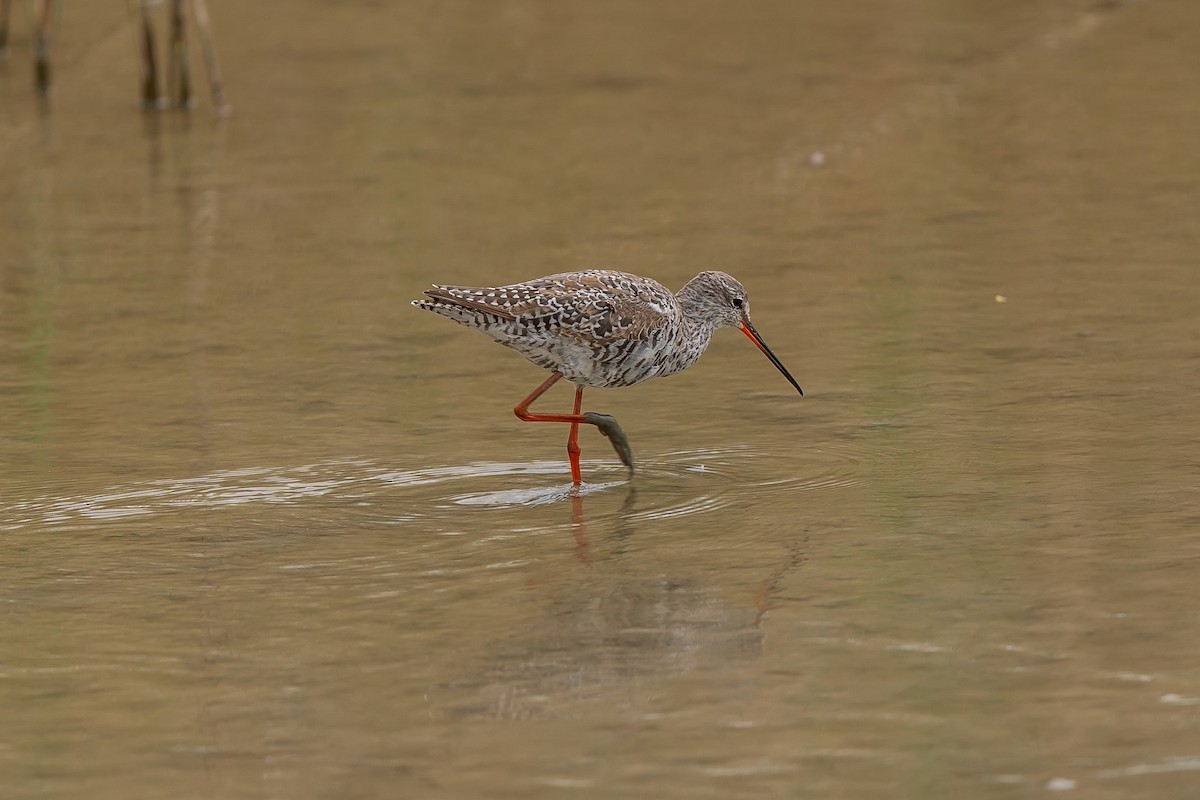 Spotted Redshank - Jonathan Perera