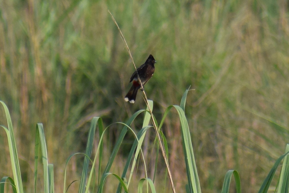 Red-vented Bulbul - ML616586806