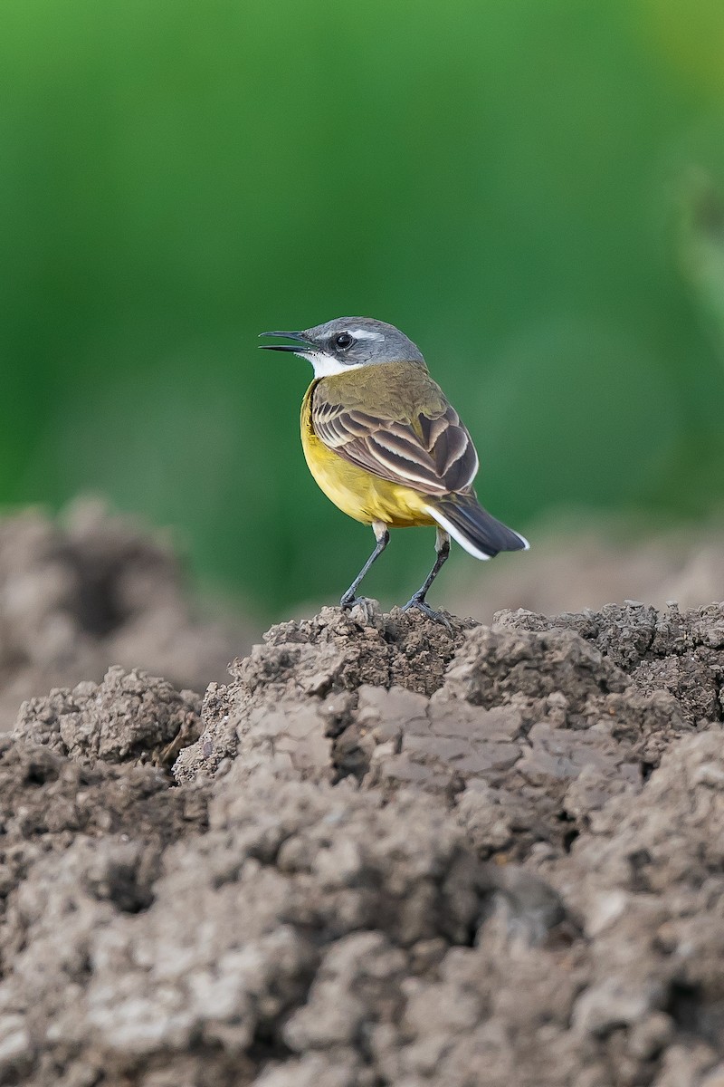 Western Yellow Wagtail - Jonathan Perera