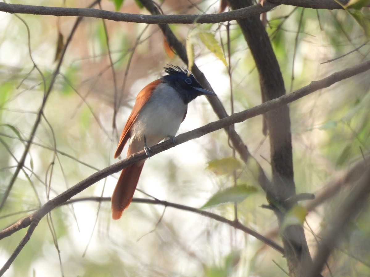 Indian Paradise-Flycatcher - Sameer Kulkarni