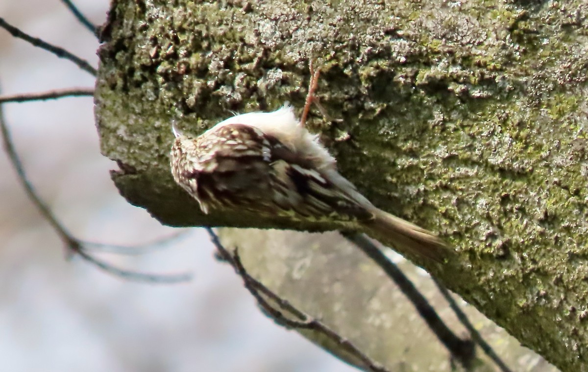 Brown Creeper - Randy Shonkwiler