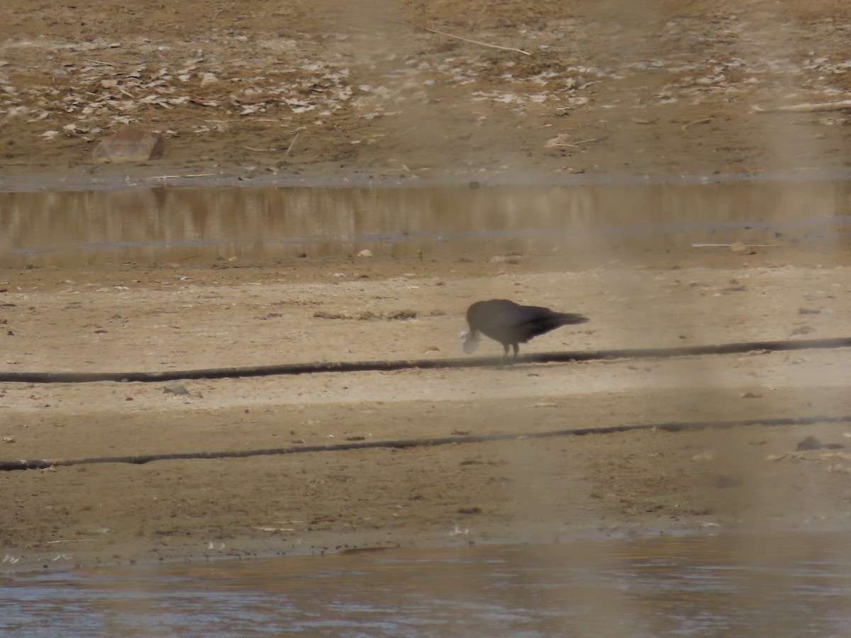 American Crow - ML616586845