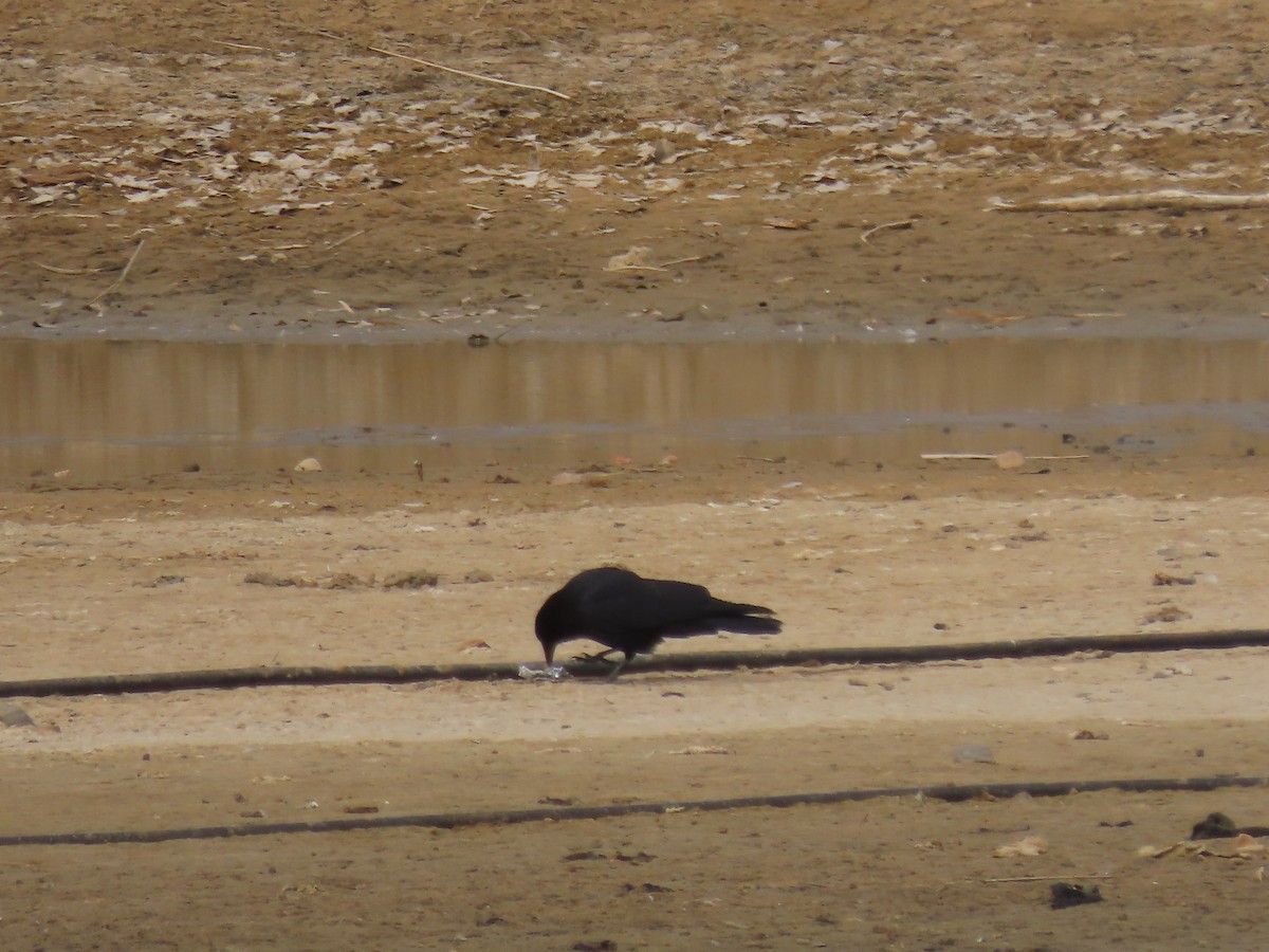 American Crow - ML616586846