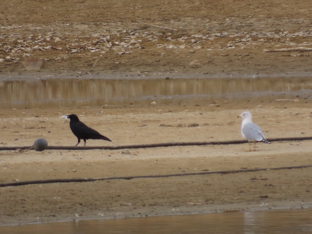 American Crow - ML616586847