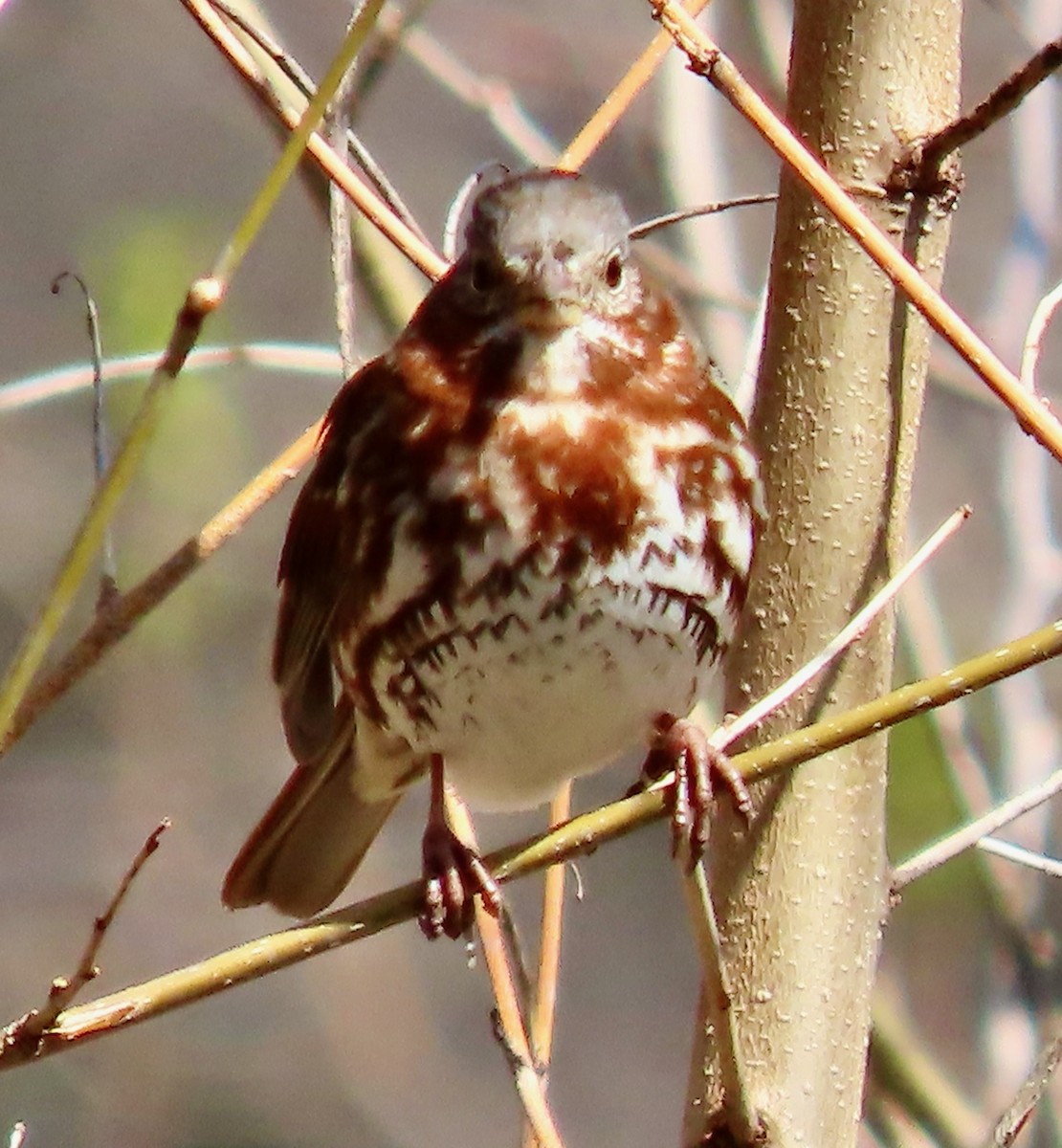 Fox Sparrow (Red) - ML616586859