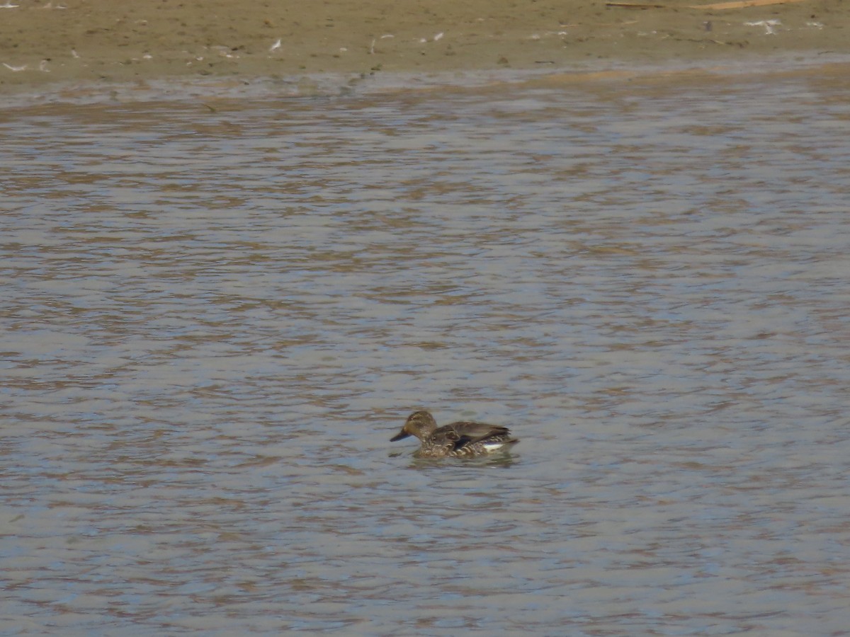 Green-winged Teal - ML616586863