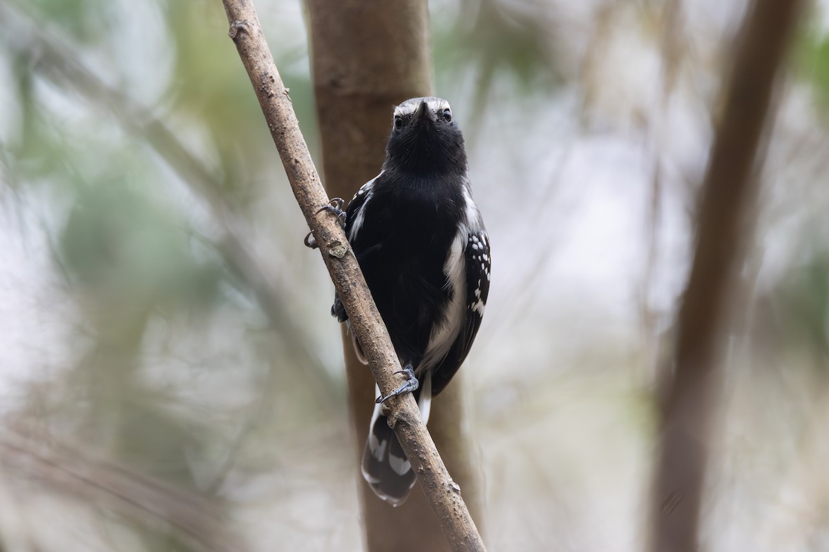 Northern White-fringed Antwren - R M