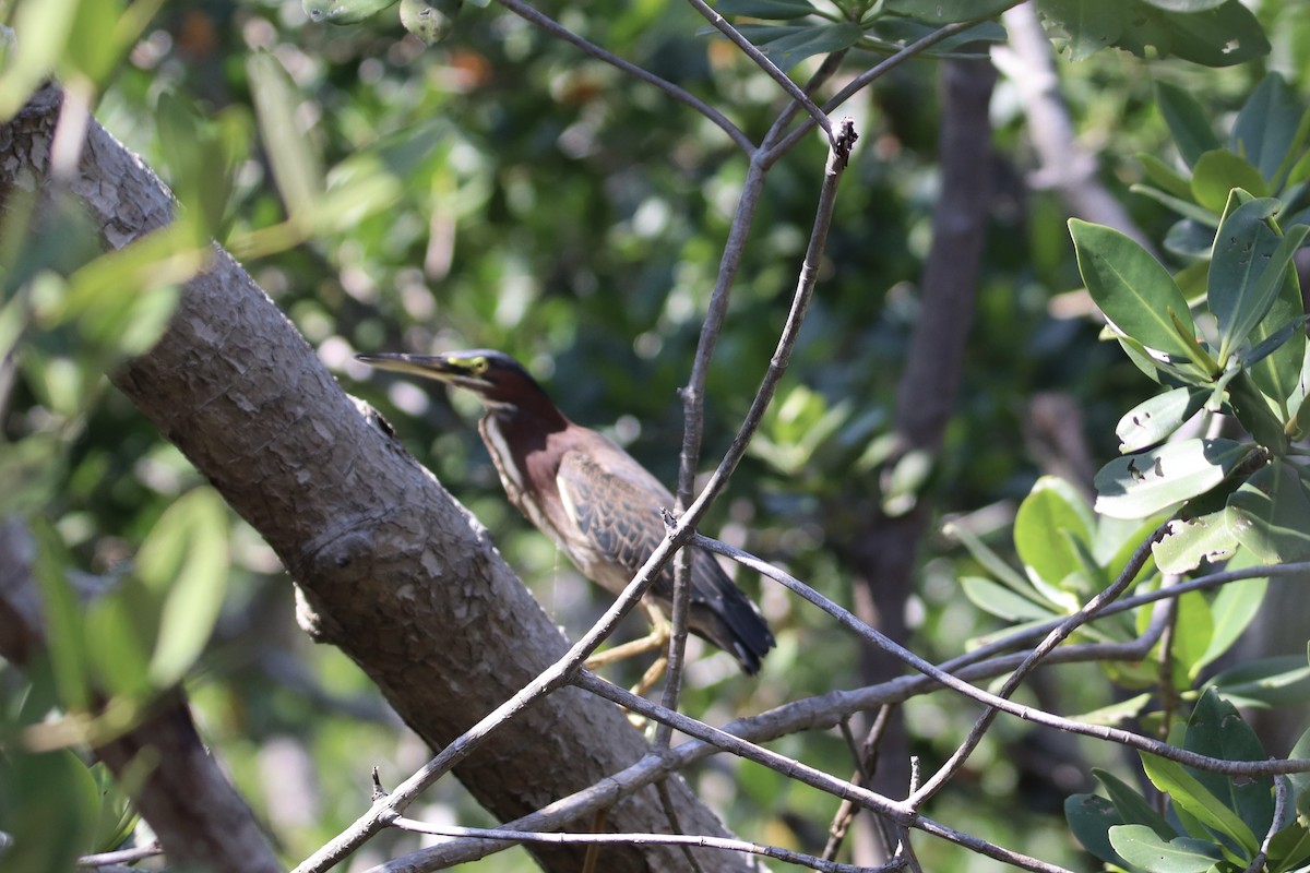 Green Heron - ML616586917