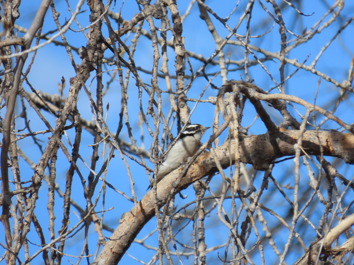 Downy Woodpecker (Eastern) - ML616586919
