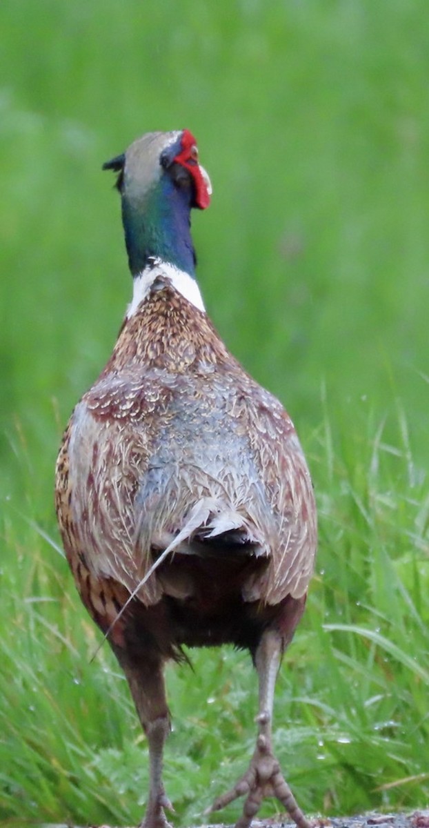 Ring-necked Pheasant - Leslie Schweitzer