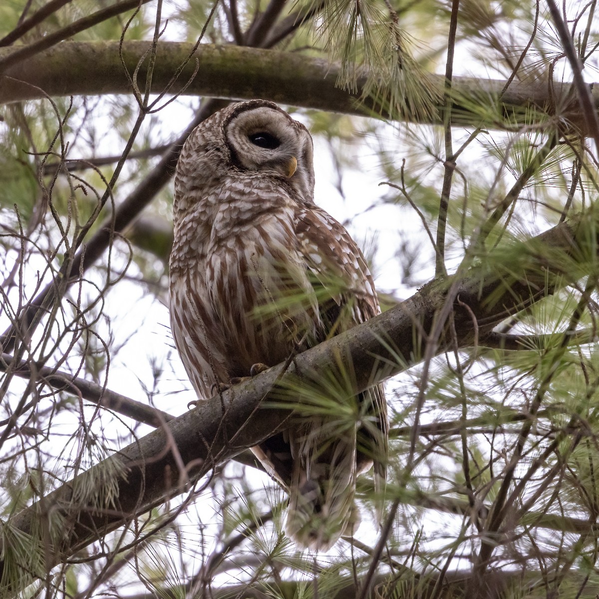 Barred Owl - ML616587012