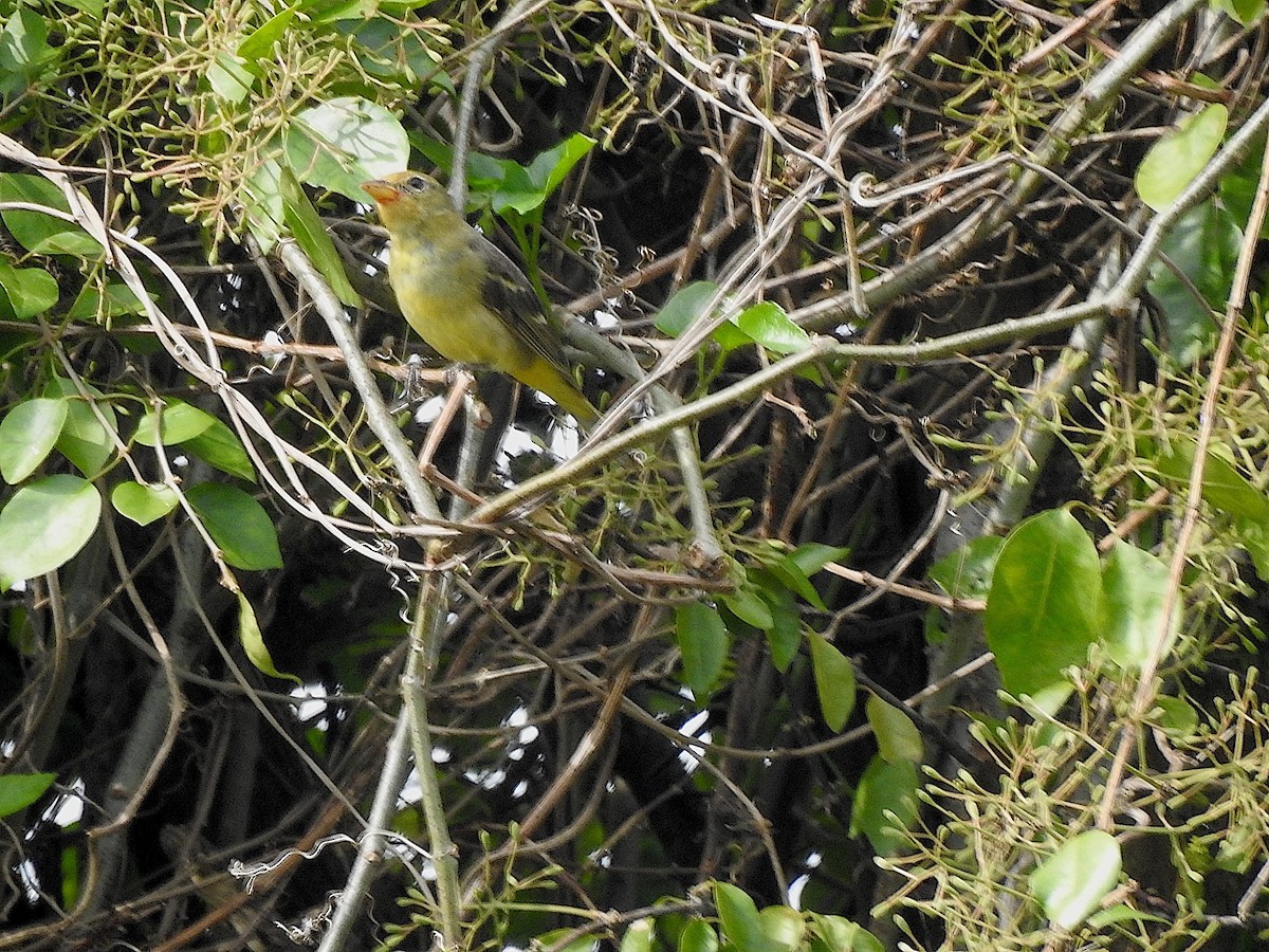 Western Tanager - Barbara Hiaasen