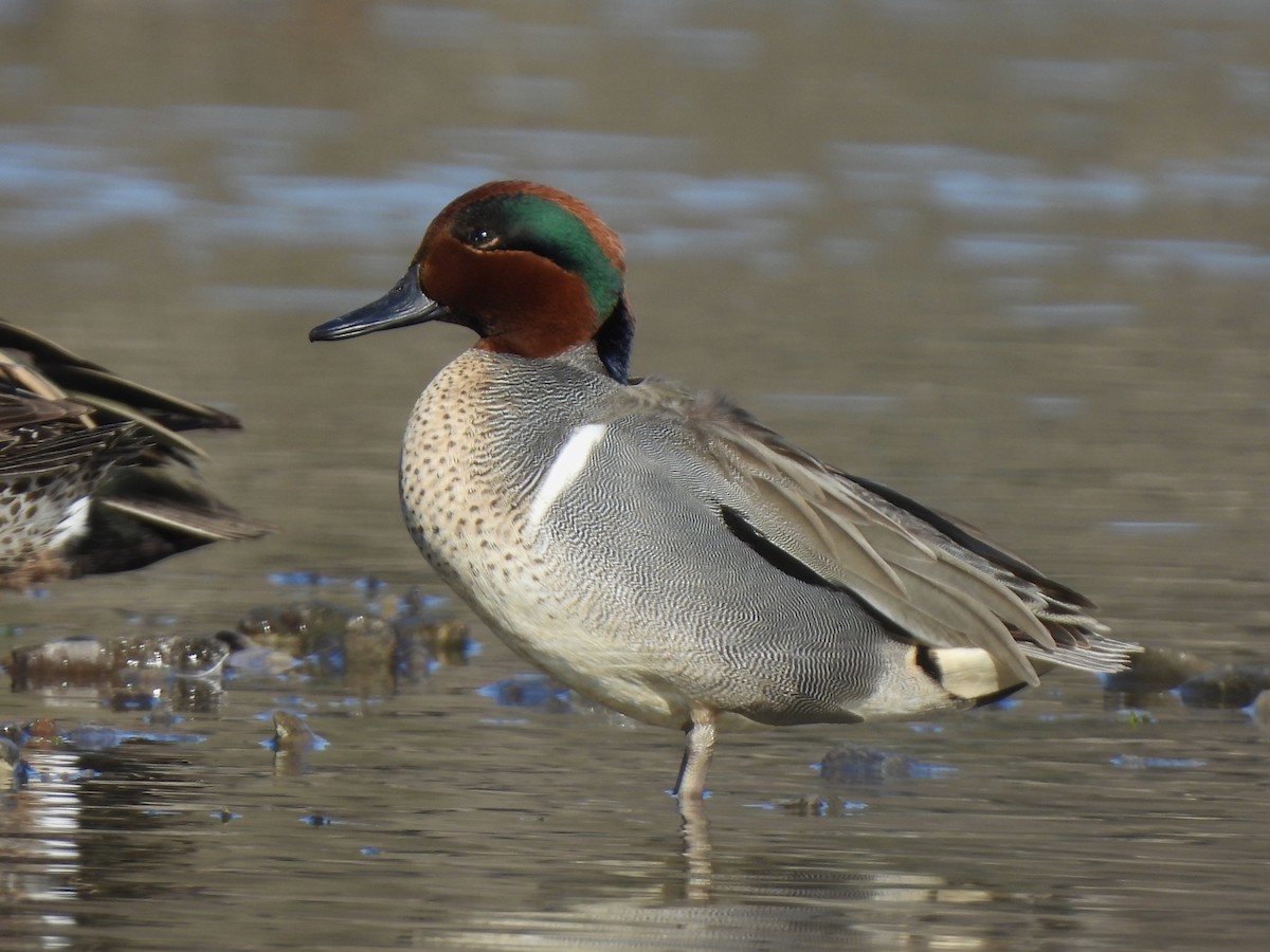 Green-winged Teal - ML616587123