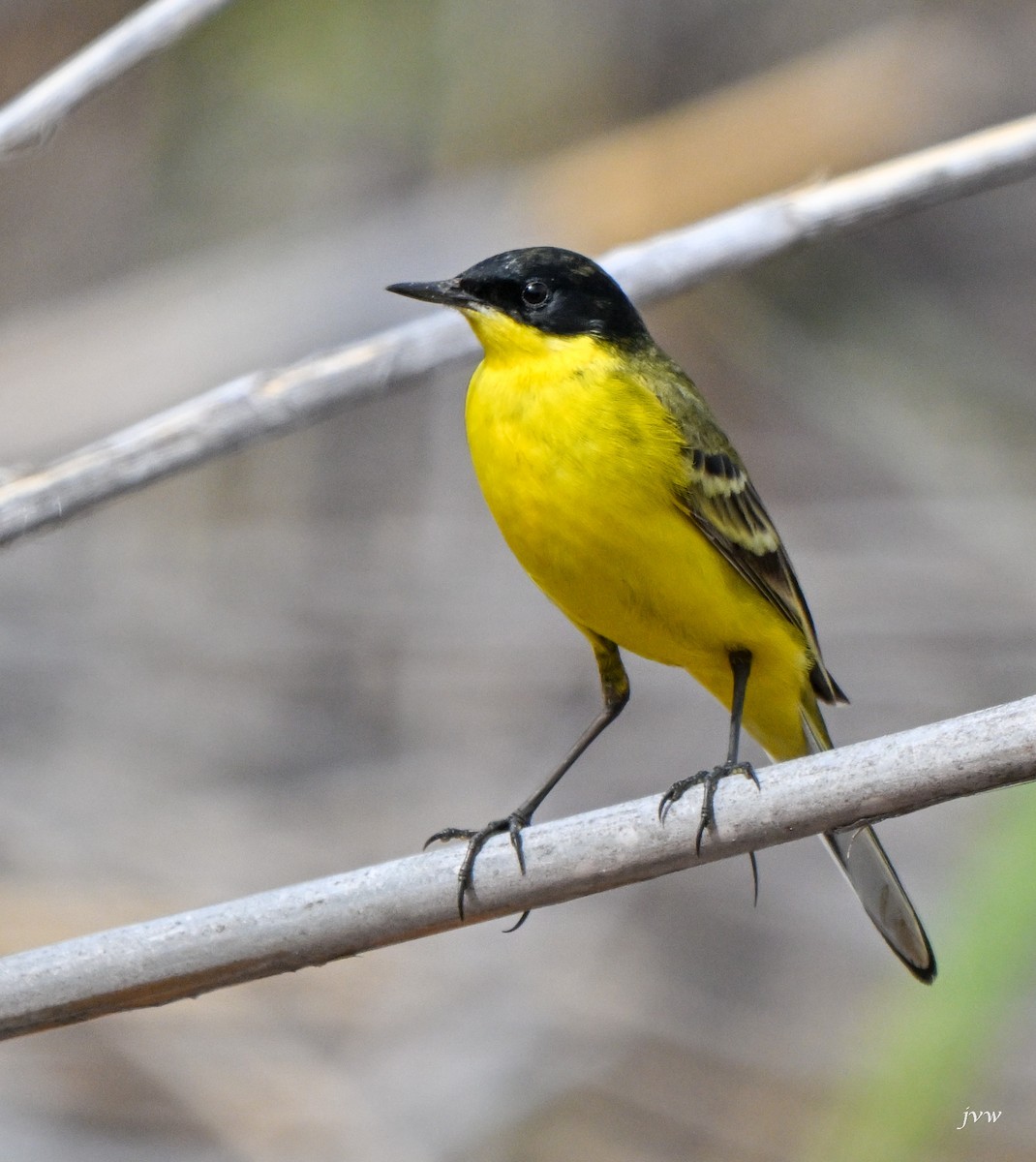 wagtail sp. - JOHN VAN WESEMAEL