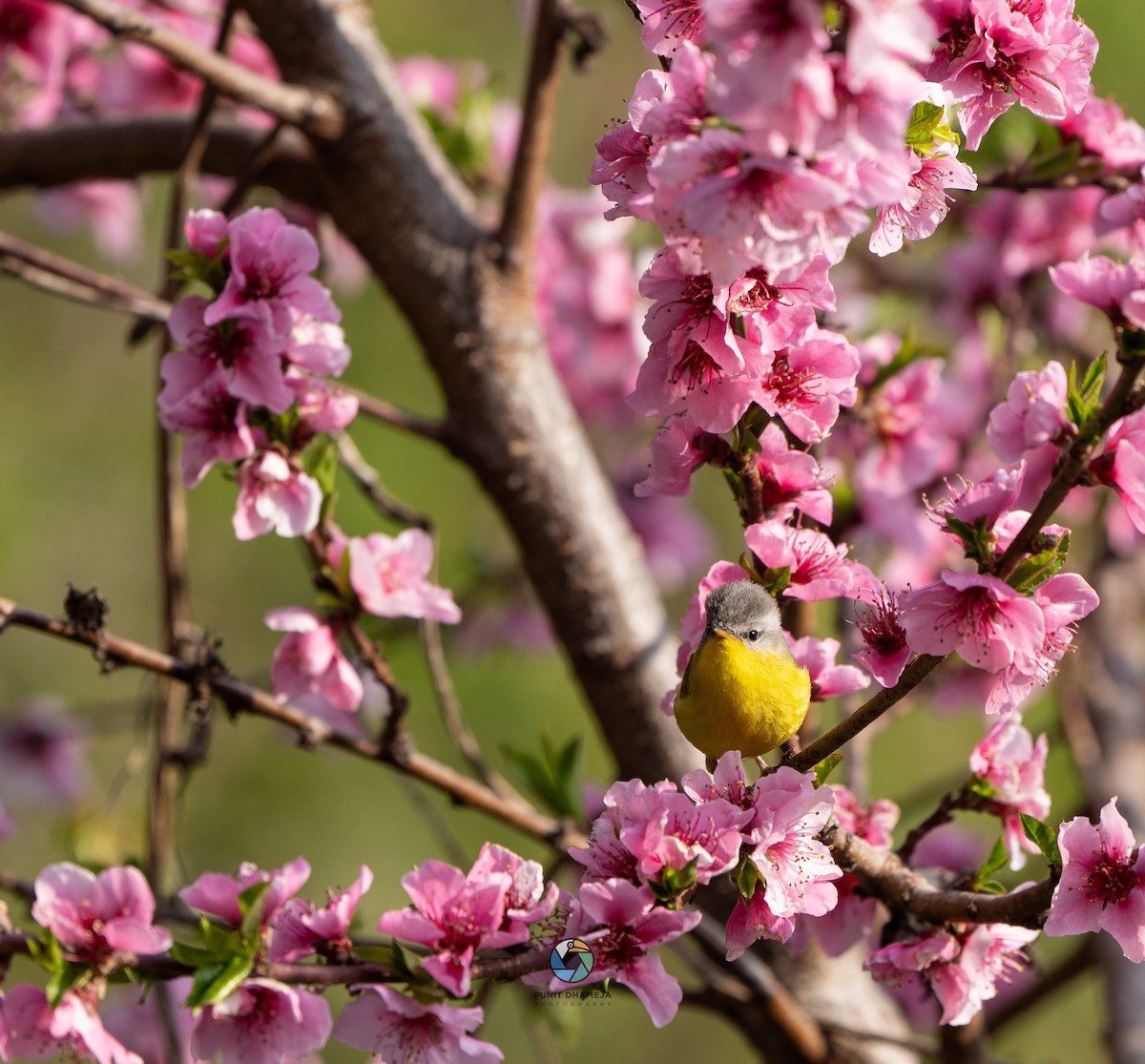 Gray-hooded Warbler - ML616587202