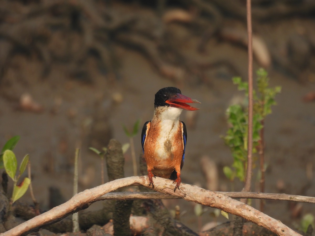 Black-capped Kingfisher - Sameer Kulkarni