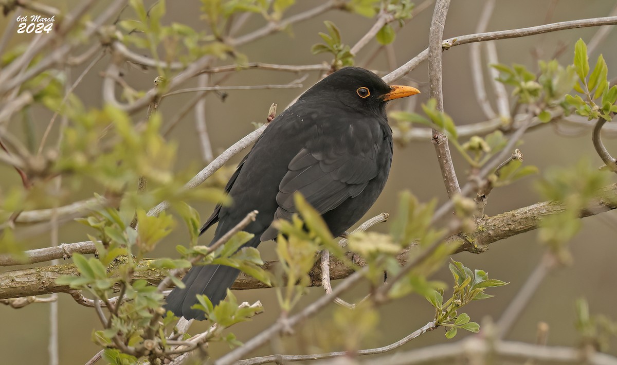 Eurasian Blackbird - Pete Merchant