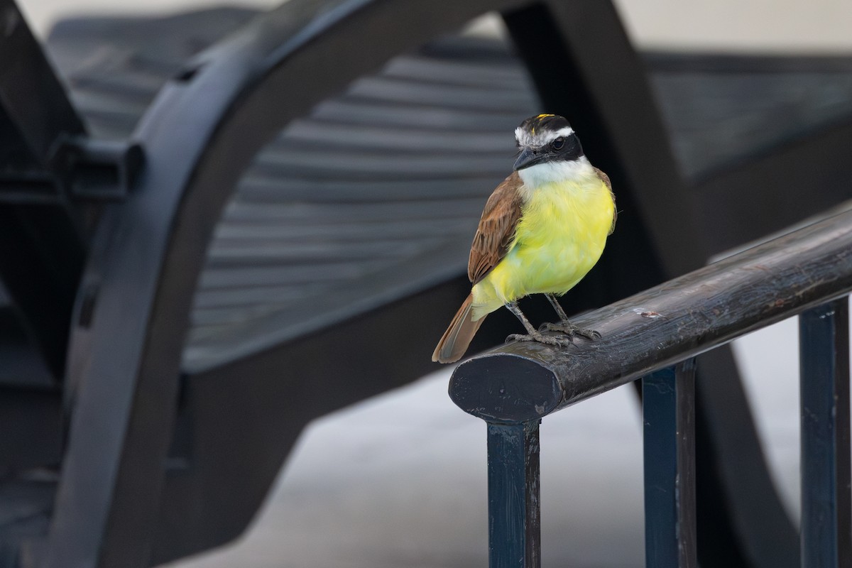 Great Kiskadee - ML616587216