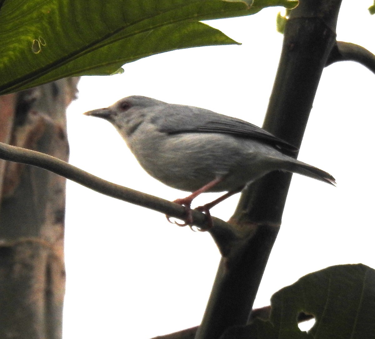 Pearly-breasted Conebill - ML616587221