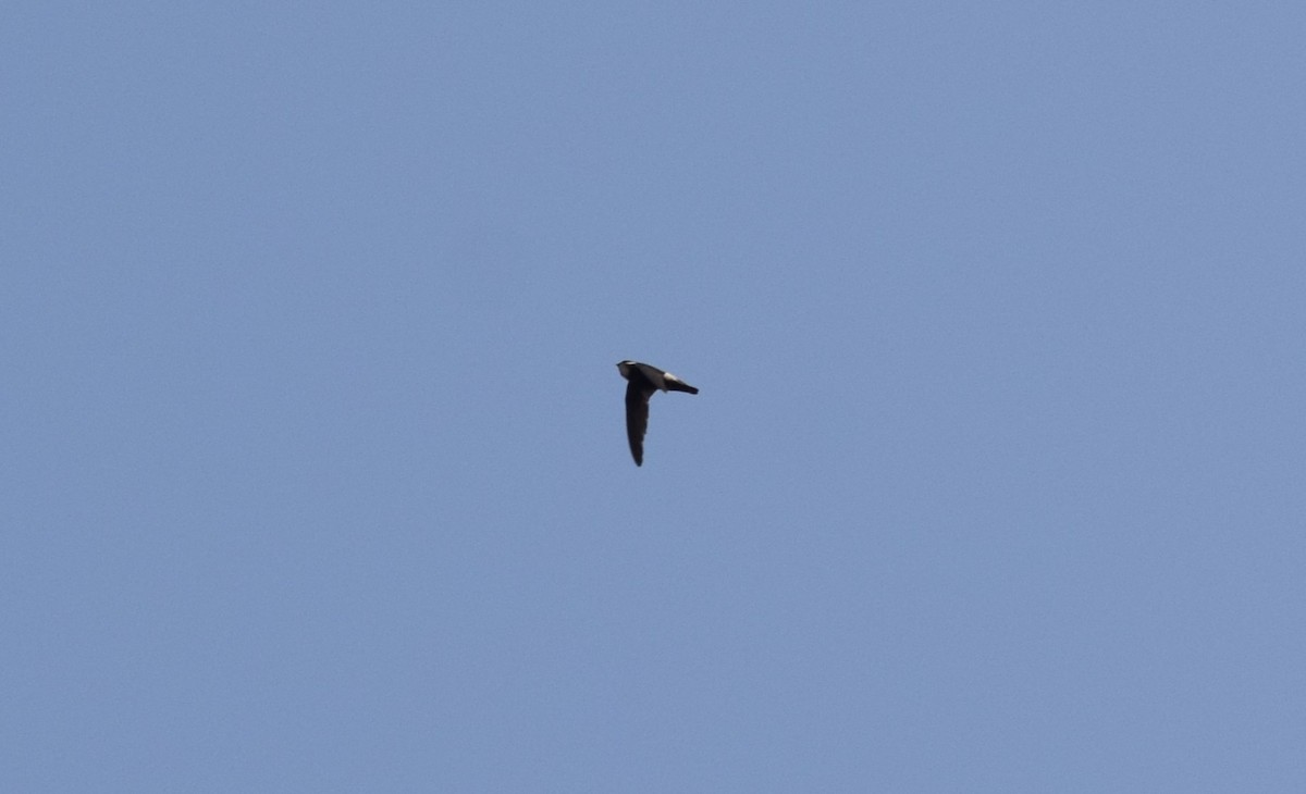 house-martin sp. - ML616587227