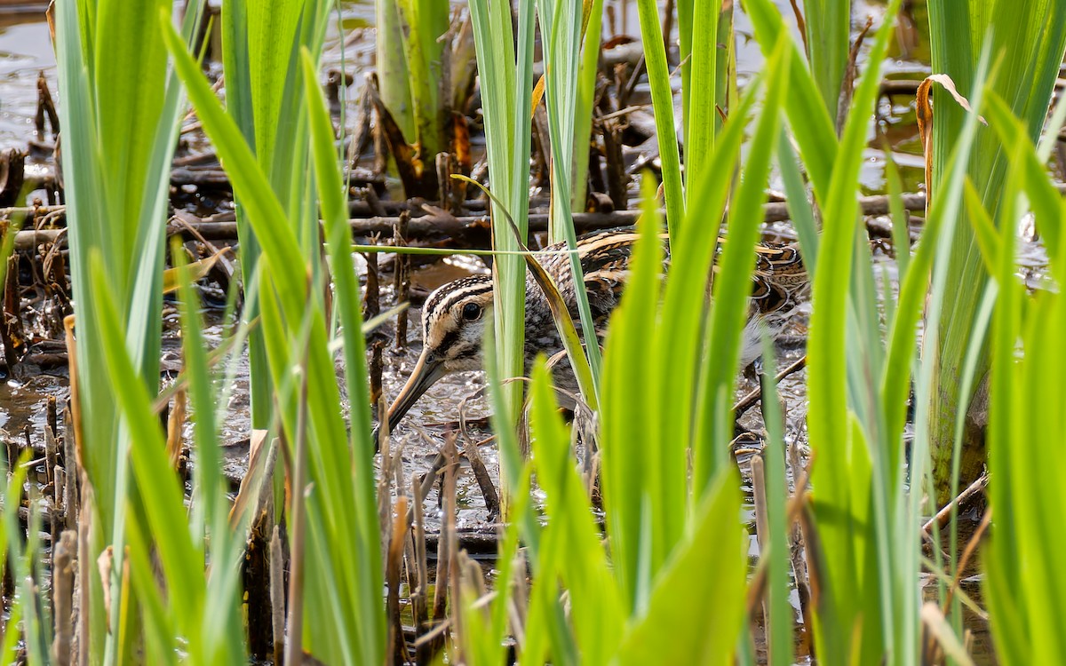 Jack Snipe - Peter Kennerley