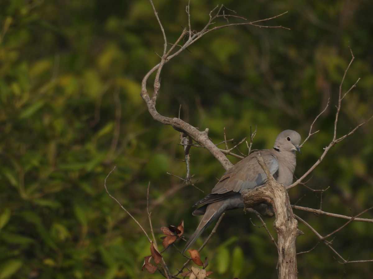 Eurasian Collared-Dove - Sameer Kulkarni