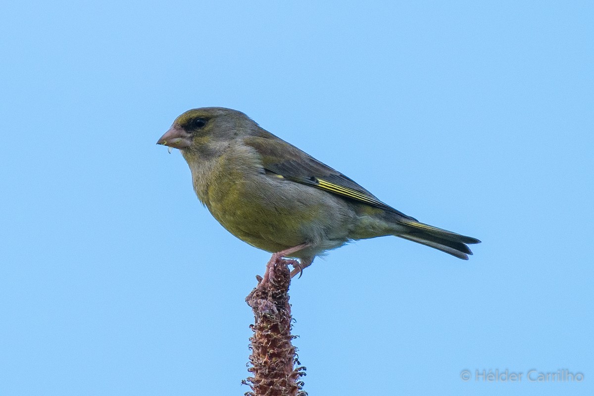 European Greenfinch - ML616587273