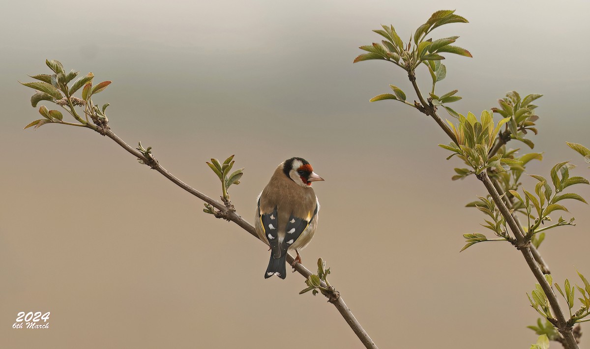 European Goldfinch - ML616587306