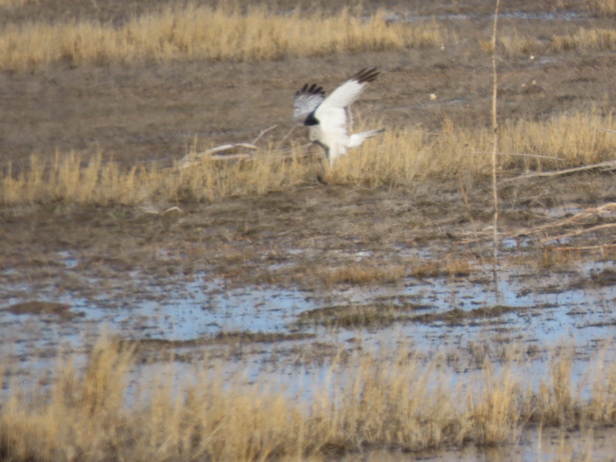 Northern Harrier - ML616587309