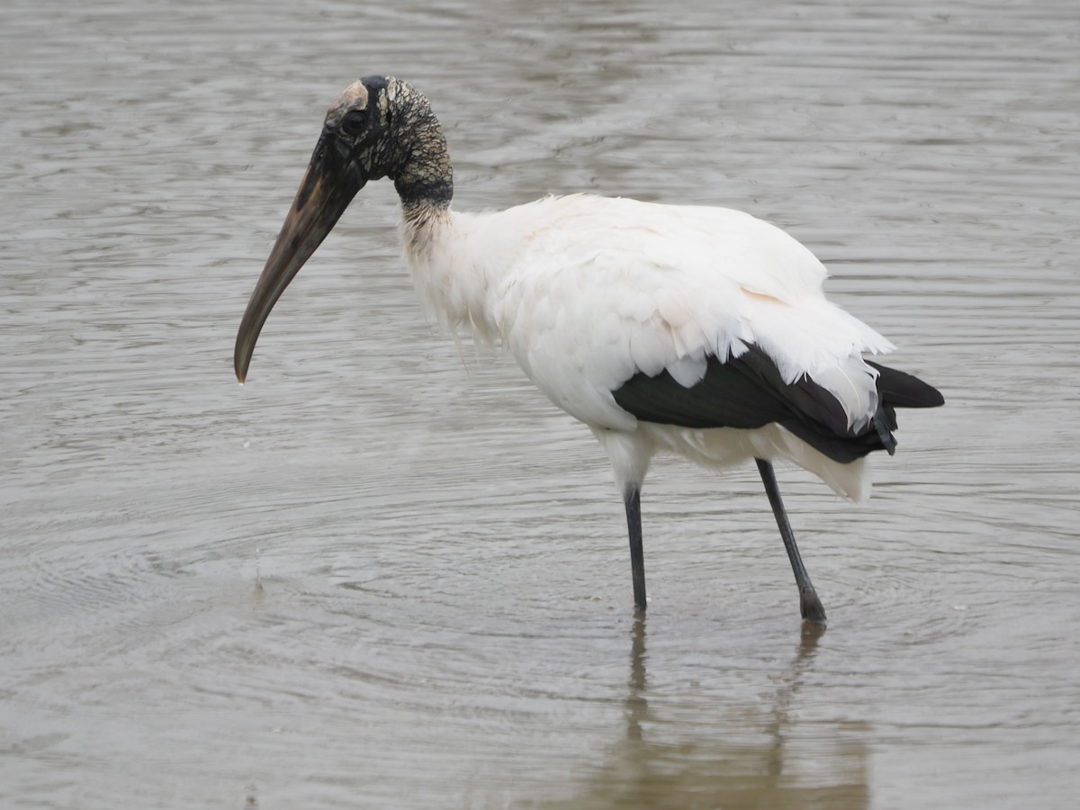 Wood Stork - ML616587360