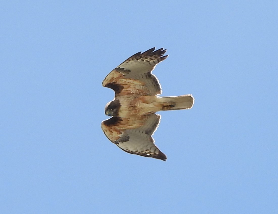 Red-tailed Hawk - ML616587420
