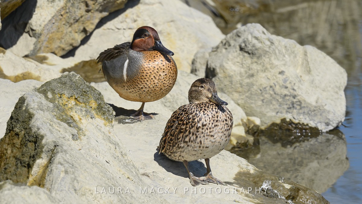 Green-winged Teal - ML616587431