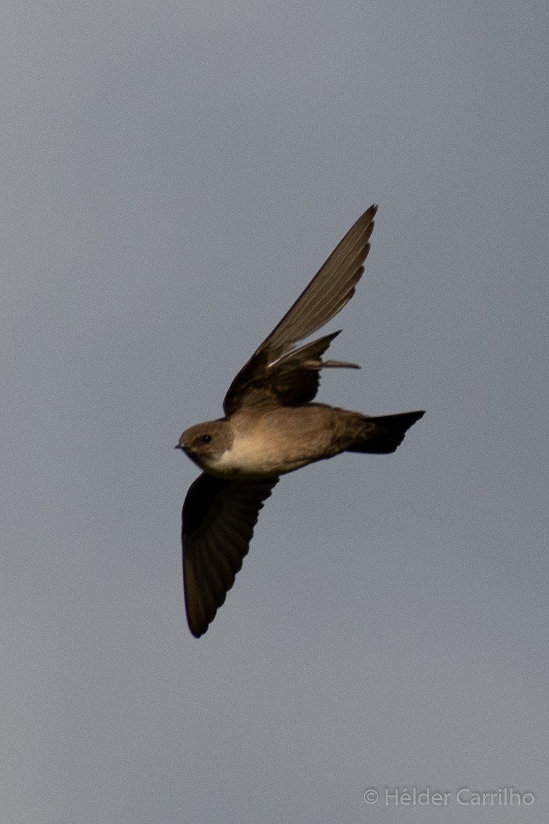 Eurasian Crag-Martin - ML616587445