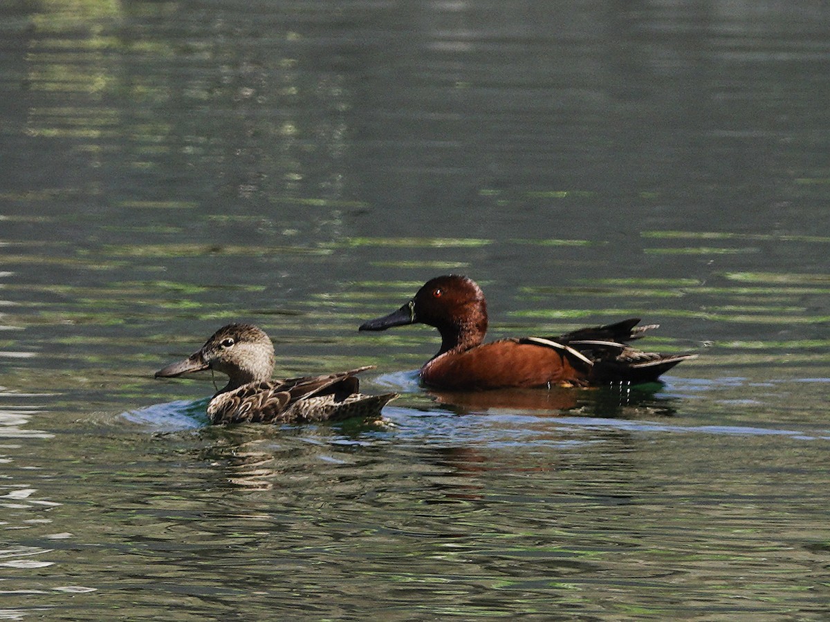 Cinnamon Teal - ML616587472