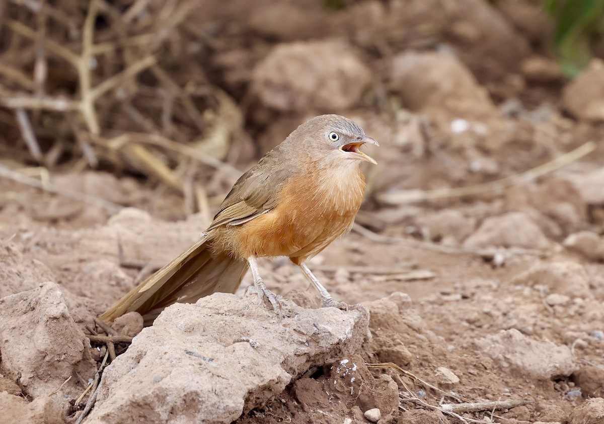 Rufous Chatterer - Jan Hansen