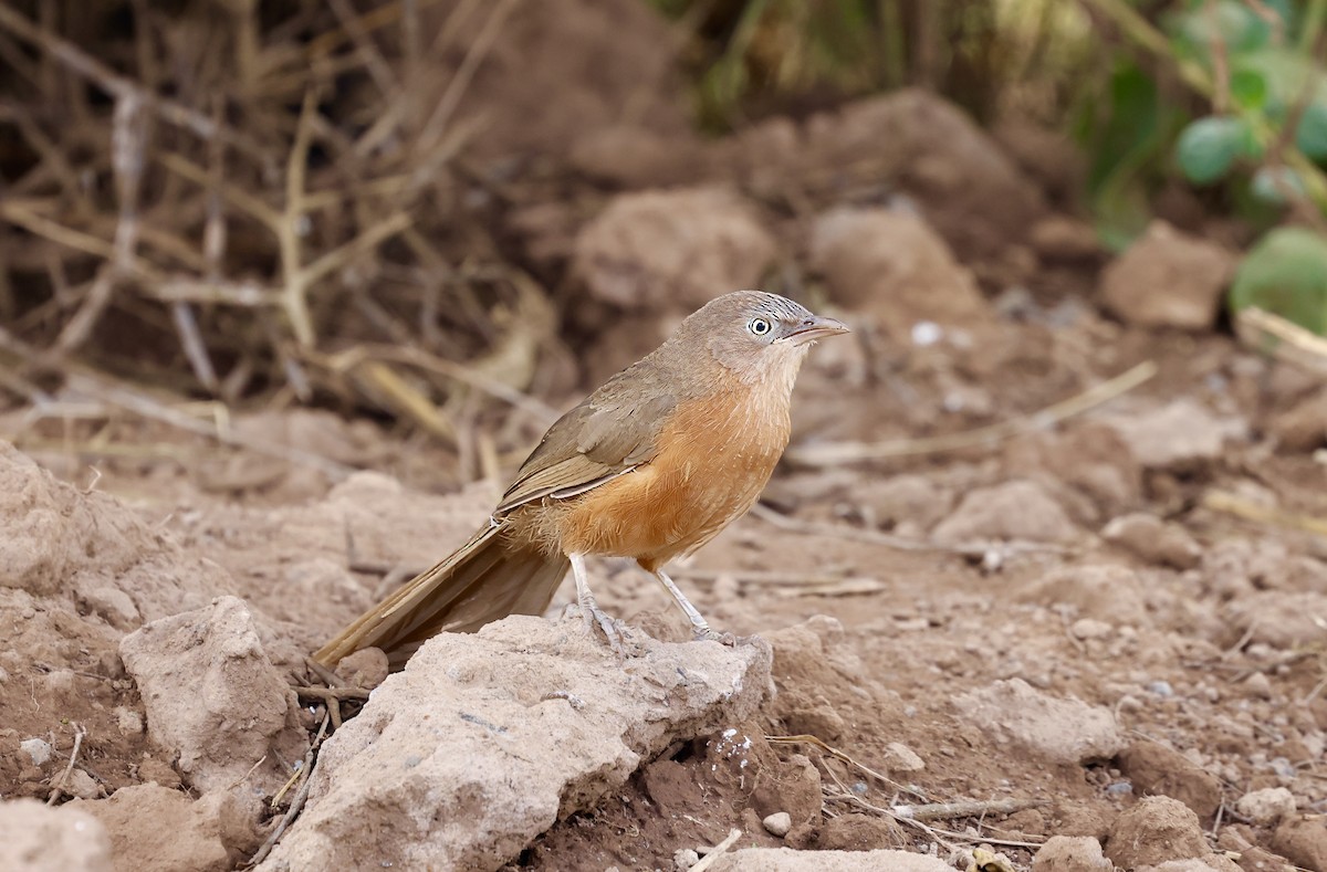 Rufous Chatterer - ML616587480