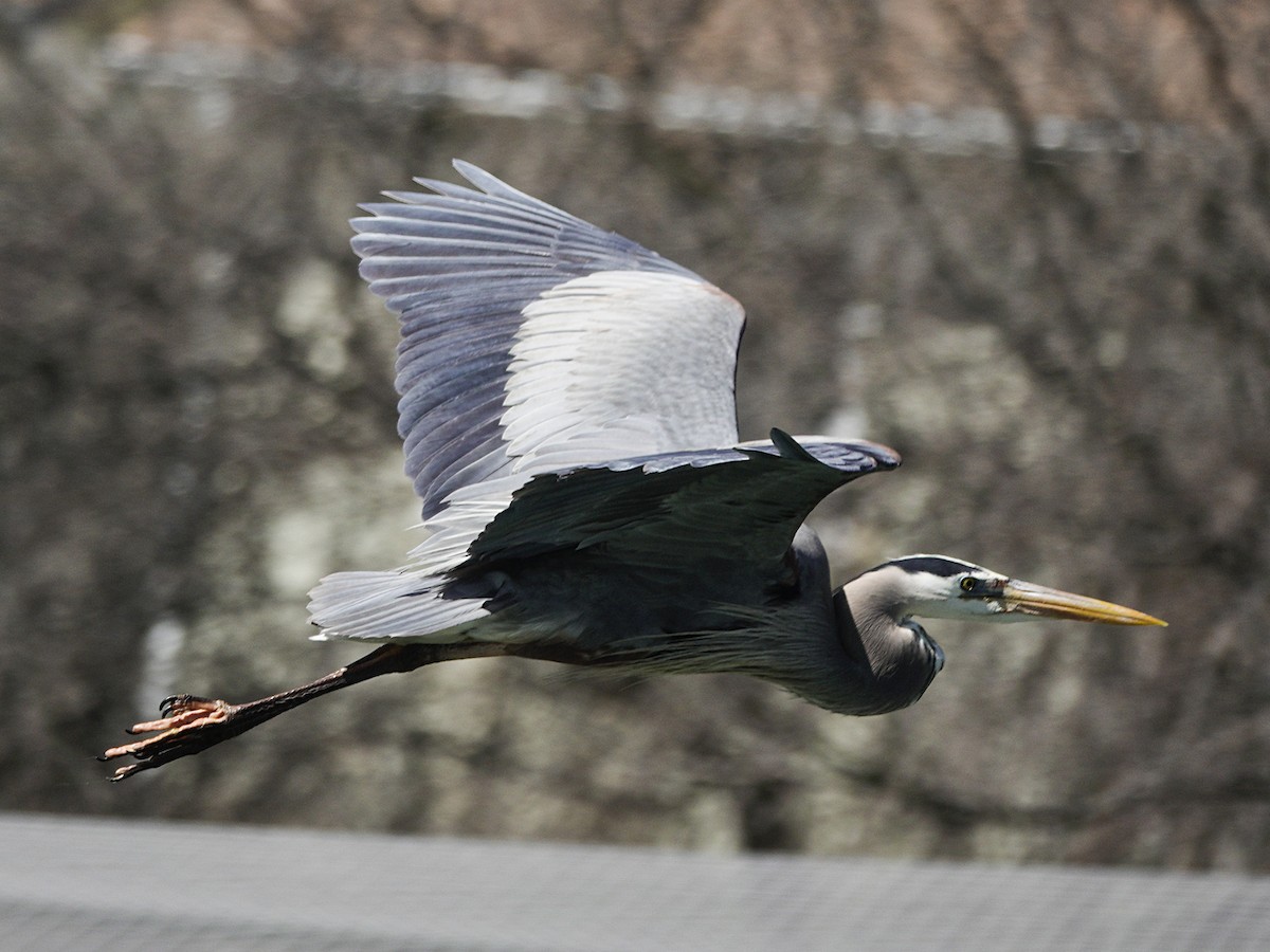 Great Blue Heron - ML616587487