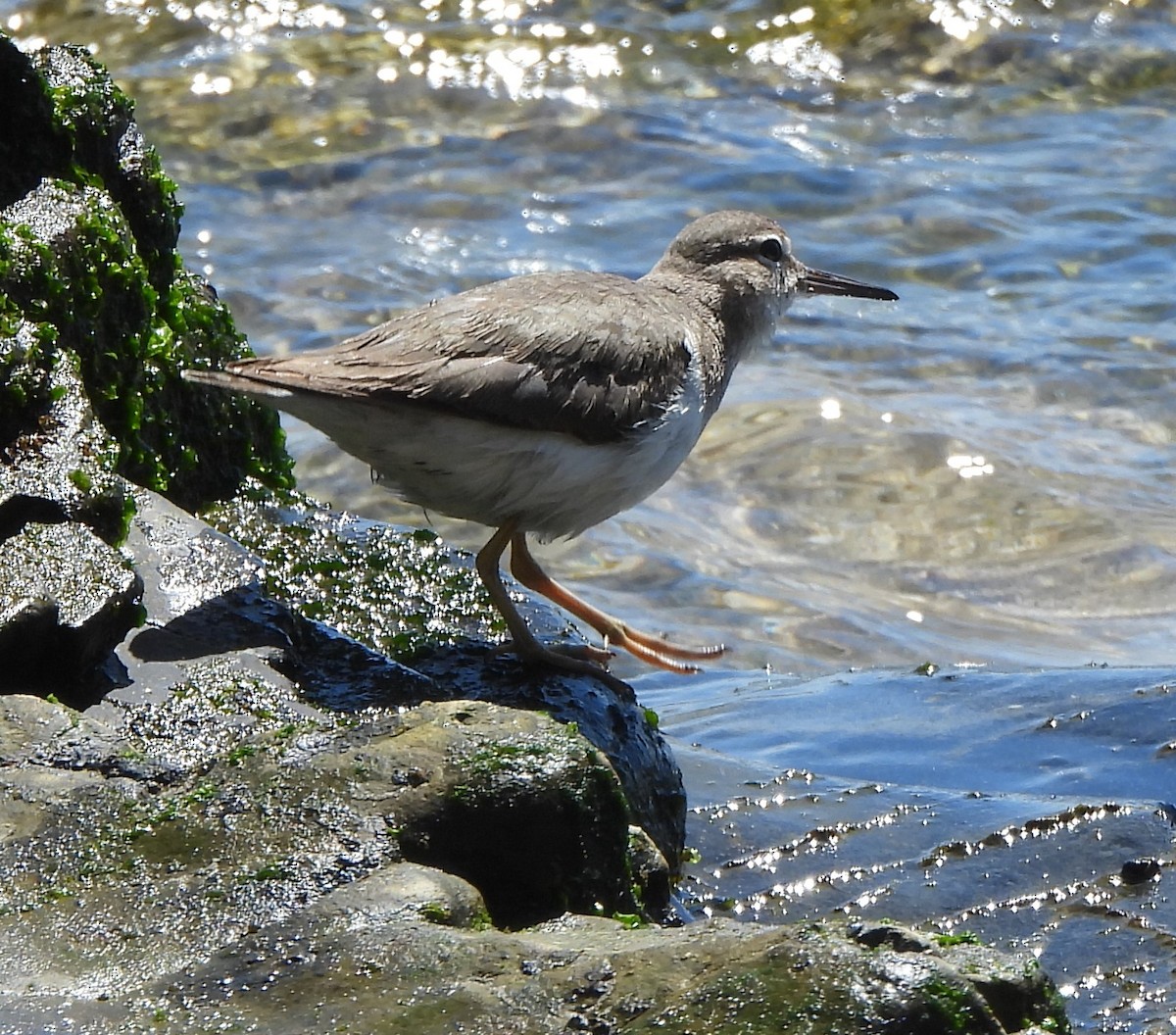 Spotted Sandpiper - ML616587498